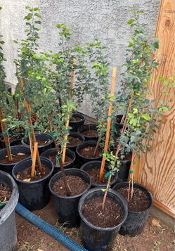 Seewt Guamúchil Trees 3F $35 Each Price Firm
