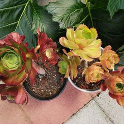 2 Fabulous red tree aeonium succulent roses 5/6 yrs old  1 pot $32