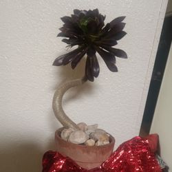 Planta 