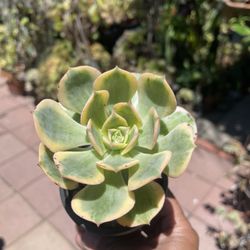 Sunburst Succulent Plant