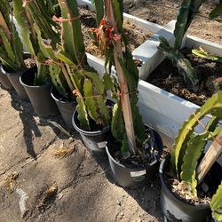 Dragon Fruit