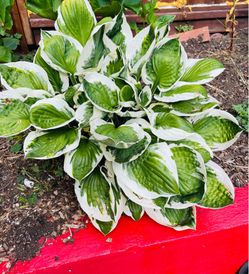 Hosta  Plant.