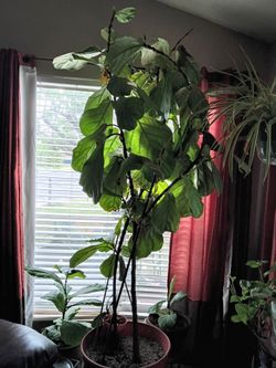 FIDDLE LEAF FIG!!!!!!!
