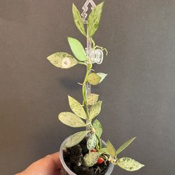 Lacunosa Light green Splash 