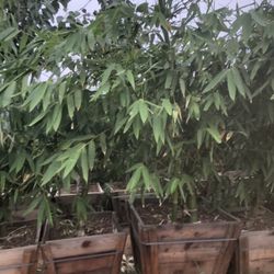 Giant Timber Bamboo Plant 24” Box 