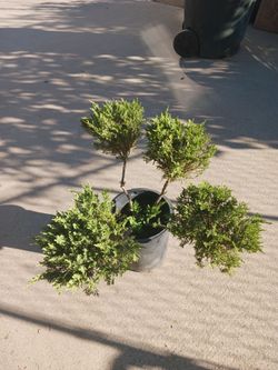 Juniper form