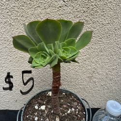 Aeonium Succulent Plant 
