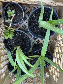Aloe Vera Plants