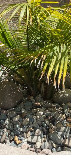 Palm tree