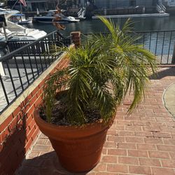 Large Pots With Plants 