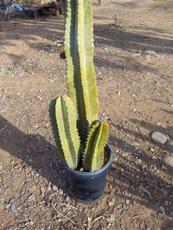 Cactus