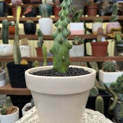 🌵 Boobie Cactus With Ceramic Pot • Plants • Cacti 🌵 