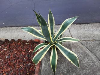 succulent Agave 'Variegata' Nichols 镇宅植物龙舌兰 low water Pick up in union city.$3 （2 inch pot）to $60