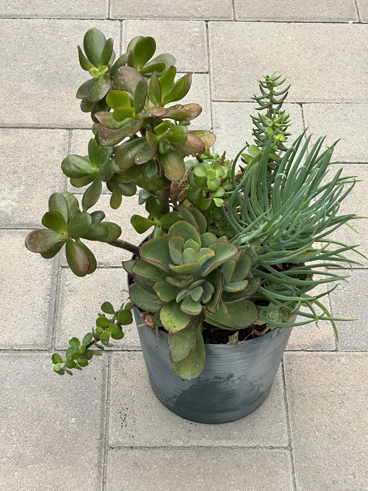 Assorted Succulent Plants