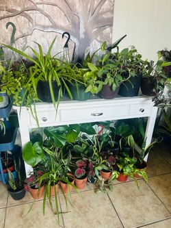 Plants for sake 10 each