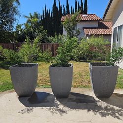 Pots with  plant