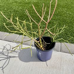 Firestick / Pencil Cactus (Euphorbia Tirucalli)