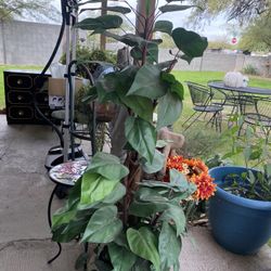 Tall Fake Plant Whit Ceramic Base