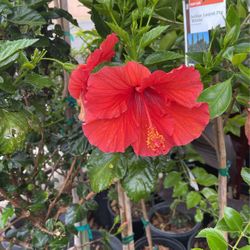 Hibiscus Tree $38 Each