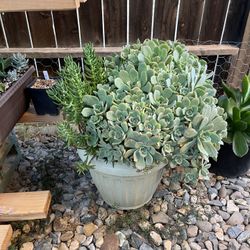 Succulent Plant