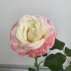 Rose Bush Big Flowers Plant, In 5 Gallons Pot Pick Up Only