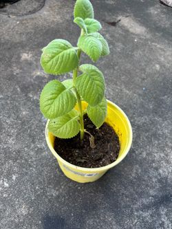 Planta de orégano
