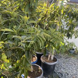 Fruit Trees 