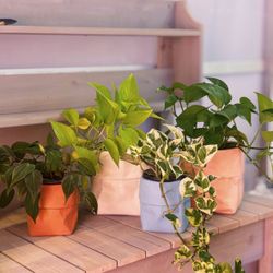 Variety of Plants and Cute Pots 