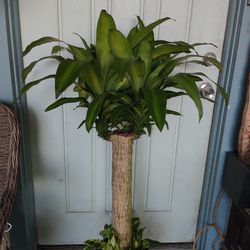 Mass Cane And Ivy 