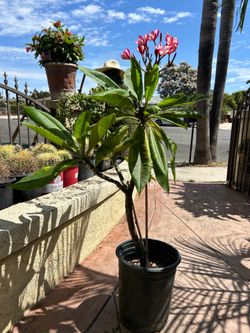 Plumeria
