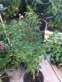 Chiltepin pepper Plants (Organic)