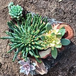 Succulents