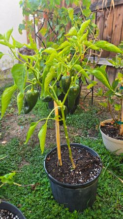 Jalapeño and Pasilla pepper plants