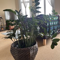 ZZ plant - Very Healthy 