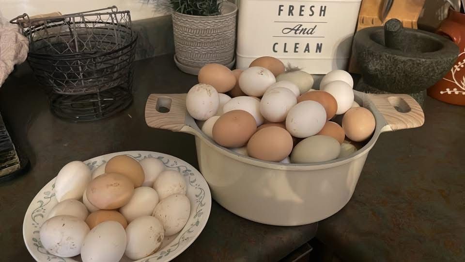 Nest Run Chicken Eggs