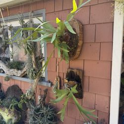 Staghorn Ferns : 2 Choices