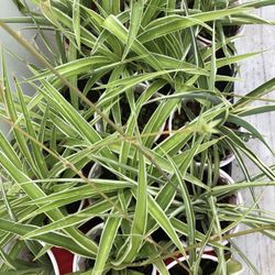 Spider Plants
