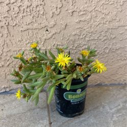 Yellow Ice Plant