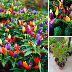 Rainbow edible ornamental hot peppers plants organic 2 For$3