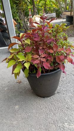 Vibrant Coleus Plant Mix – 7 Gallon Pot – $29.98