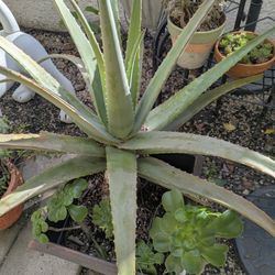 Big Aloe vera Plant