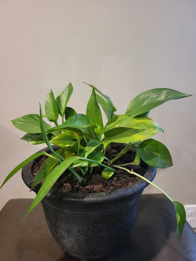 Pothos Plant