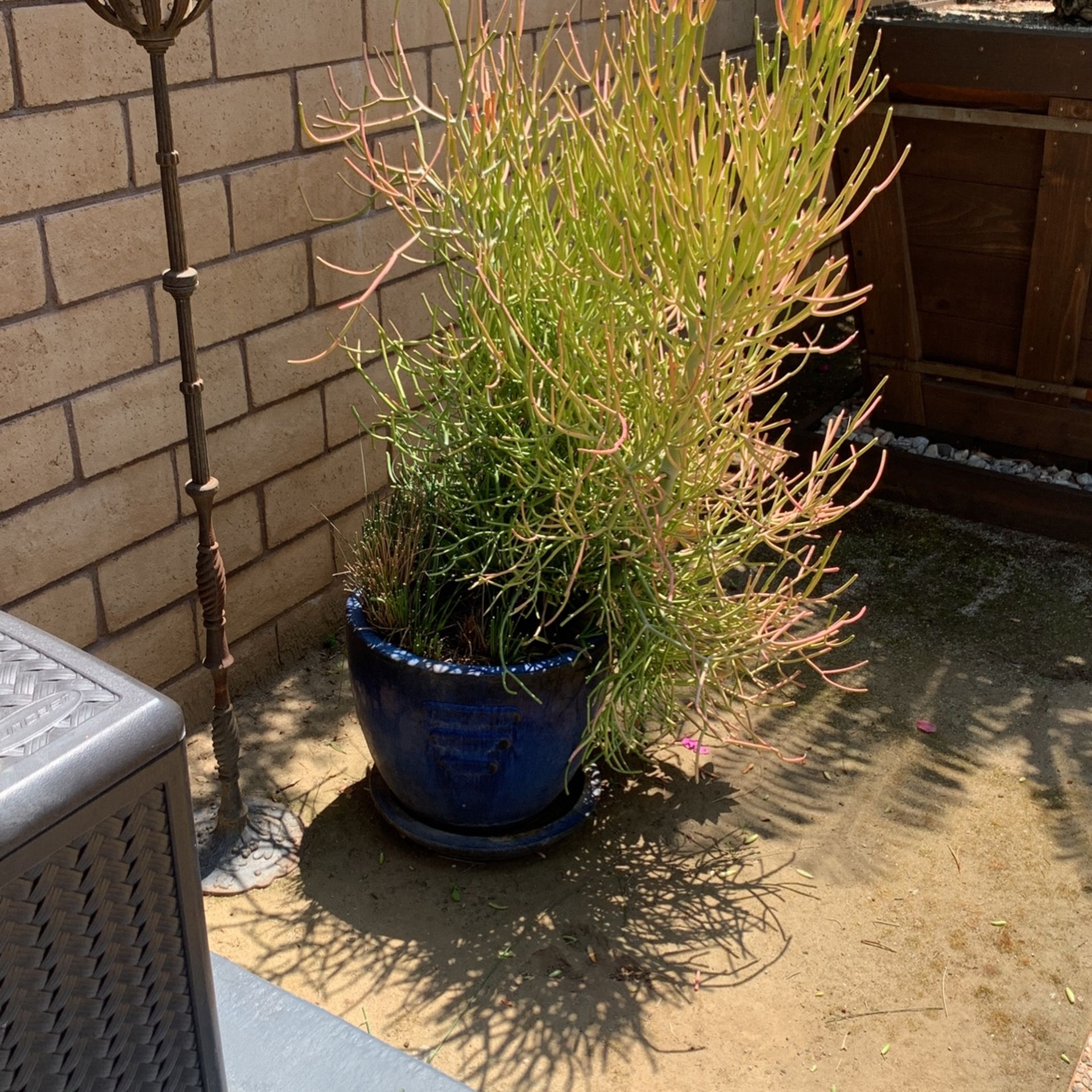 Fire Stick Plant In Blue Ceramic Pot. Excellent Condition.