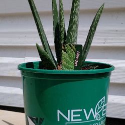 Aloe Vera Plant 