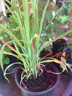 Organic lemongrass Plant