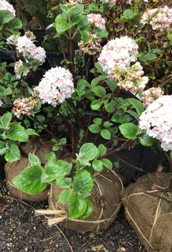 SALE 4/12-4/15::: Compact Viburnum Carlesi