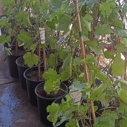 Grapes Trees 