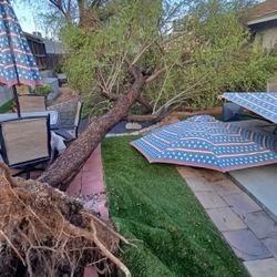 Tree Work
