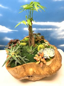 Rare stump from Asia unick whit natural succulents.