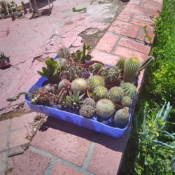 22 Crate Mini Succulent Cactus